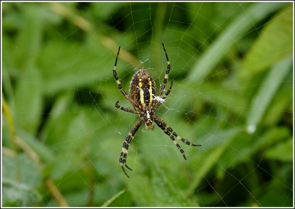 Die Unterseite der Wespenspinne (Argiope bruennichi). 17.09.2012 (Hans)