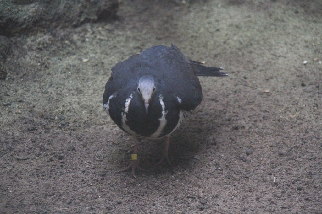 Die Wongataube (Leucosarcia melanoleuca) ist eine in Australien heimische Taubenart. Sie ist die einzigste Vertreterin in dieser Taubengattung. Zoo Berlin am 25.2.2010.