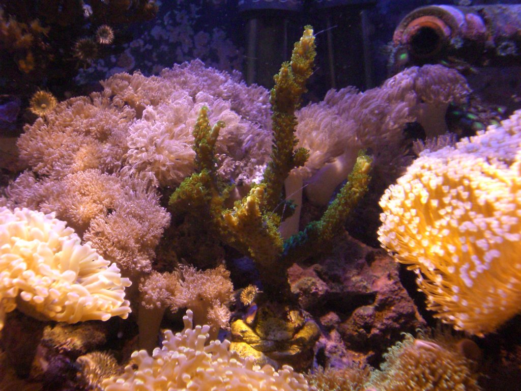 Die Wunderschne grne Acropora in meinem Aquarium.