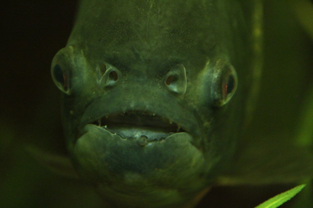 Die Zhne des Roten Piranha (Pygocentrus nattereri) am 9.2.2010 im Vivarium in Karlsruhe.