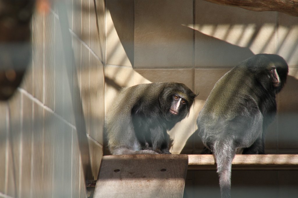 Diese Affen sehen einen an, als wren Sie gerade mit einem Kater aufgestanden. Eulenkopf-Meerkatze (Cercopithecus hamlyni) an 25.2.2010 im Zoologischen Garten Berlin.