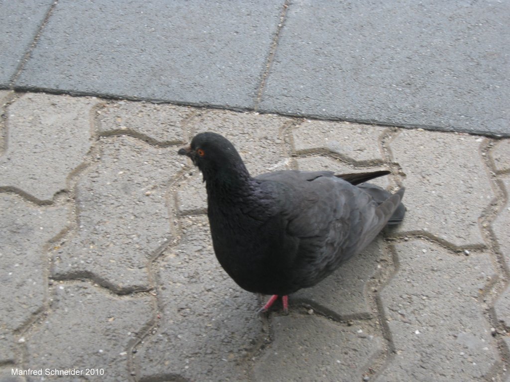 Diese arme Taube konnte nicht mehr gut laufen. Das Foto habe ich am Saarbrcker-Hauptbahnhof am 24.08.2010.
