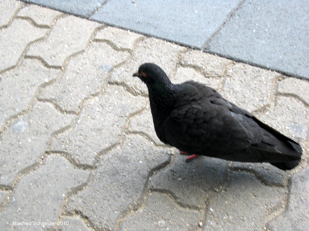 Diese arme Taube konnte nicht mehr gut laufen. Das Foto habe ich am Saarbrcker-Hauptbahnhof am 24.08.2010.
