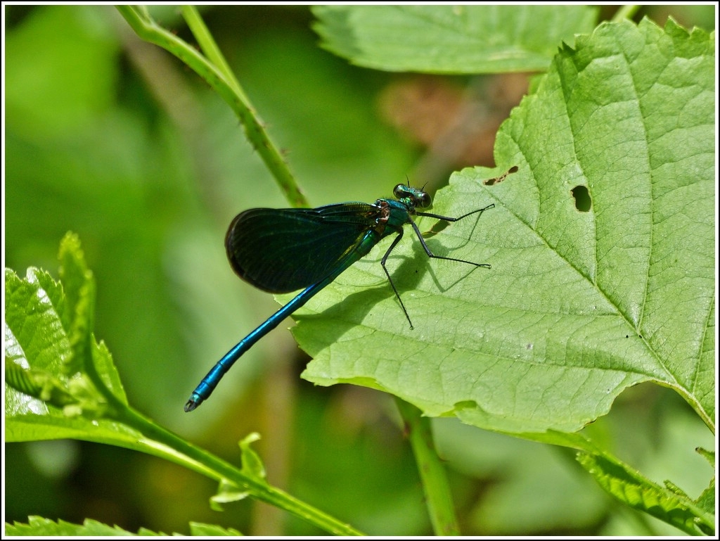 Diese Blauflgel-Prachtlibelle (Calopteryx virgo) liess sich in aller Ruhe von mir ablichten, bevor sie weiterflog. 20.07.2012  (Hans)