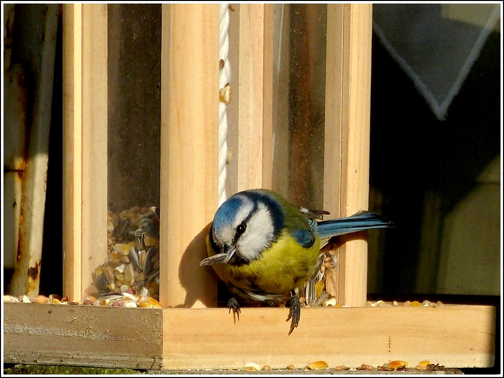 Diese Blaumeise holt sich einen Sonnenblumenkern an einer Futterstelle ab. 04.05.2012 (Hans)