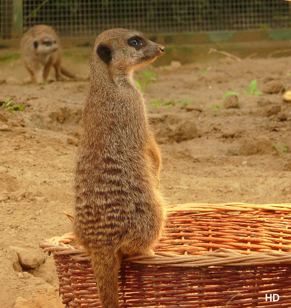 Diese Erdmnnchen leben in einer groen Gruppe im Klner Zoo.