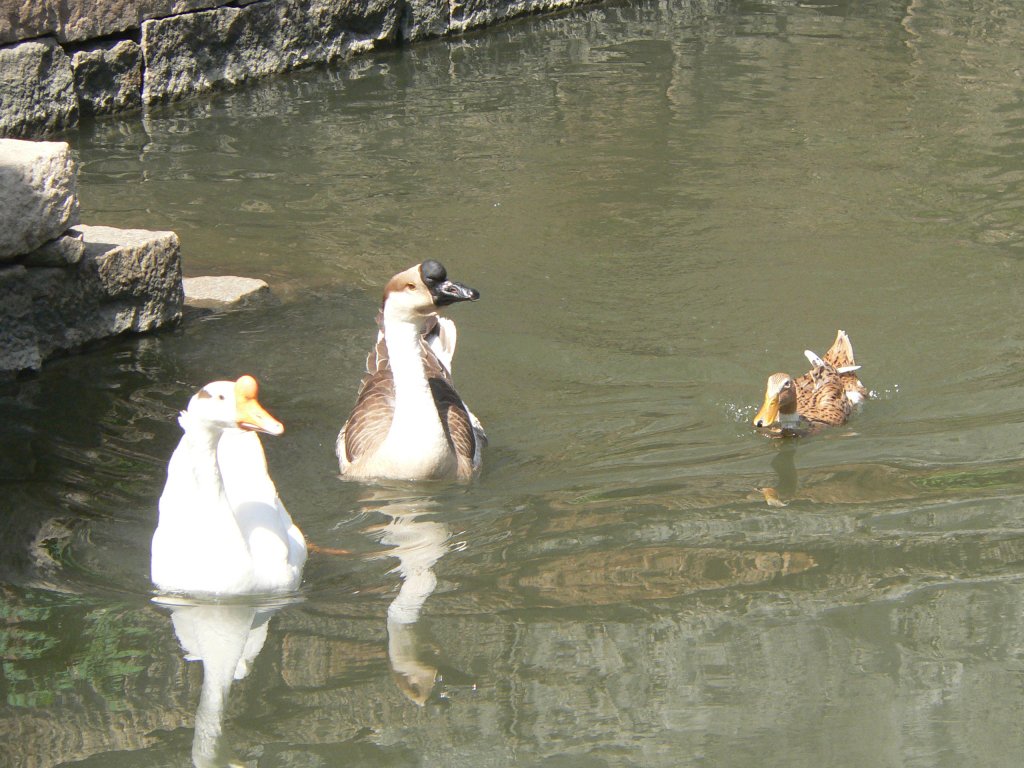 Diese Gnse, die ich fr Schwne hielt, fotografierte ich im Jahre 2006 in einem Gewsser nahe der chinesischen Grostadt Shanghai.