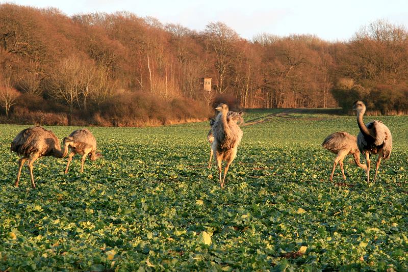 Diese Gruppe von Nandus bestand aus zwei Hhnen und 12 Jungtieren. Schattin (NWM) 24.12.2011