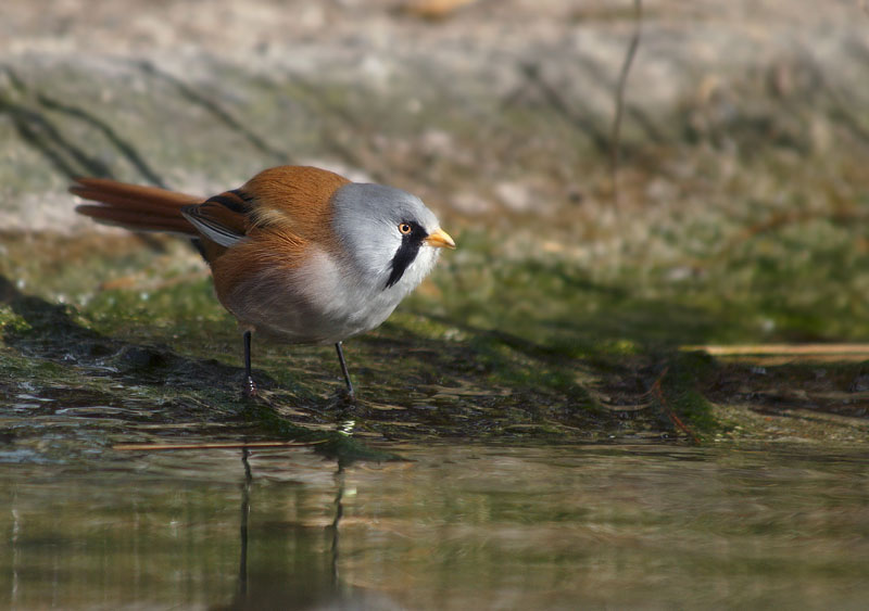 Diese hbsche Bartmeise ist uns bei einer Rast auf einer Wanderung um den Neuenburgersee begegnet.