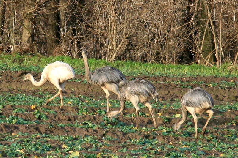 Diese jungen Nandus sind im Juni 2011 geschlpft. Als Besonderheit war ein weies unter der Brut. Dank des milden Winters hat es bis jetzt berlebt. Utecht (NWM), 29.12.2011