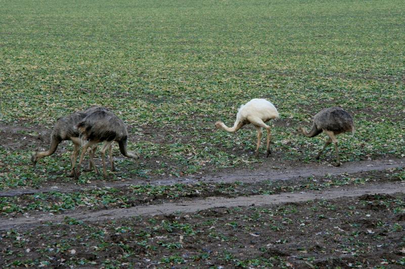 Diese jungen Nandus sind im Juni 2011 geschlpft. Es ist erstaunlich wie stabil ihr Zustand ist und sie die kalten Nchte der letzten Wochen berlebten.