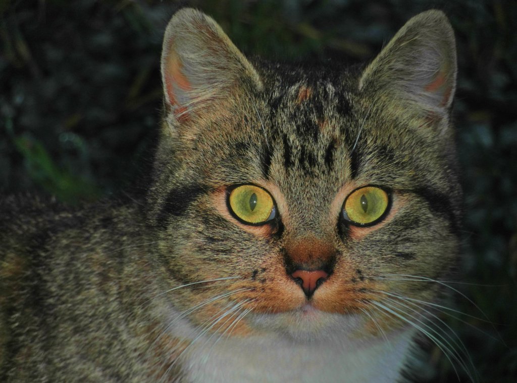 Diese Katze streunte an Weihnachten 2012 im Uerdinger Hafen herum.