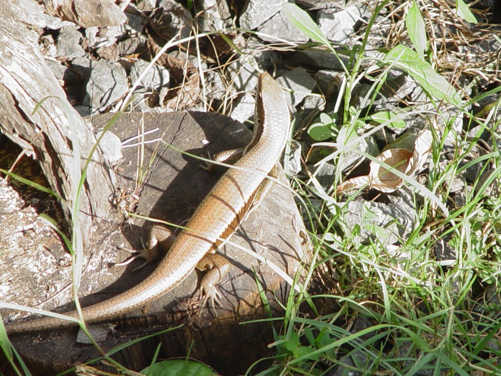 Diese kleine Eidechse sonnte sich am 13.12.2010 bei mir im Garten in Thailand