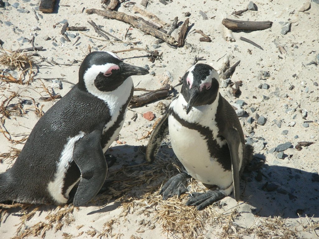 Diese kleinen Pinguine haben sich an der Ostkueste von Suedafrika nieder gelassen. Boulders, Simonstown, Kapstadt.