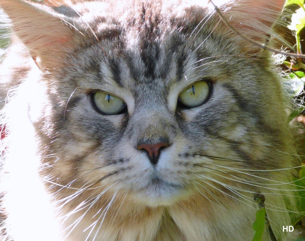 Diese Maine-Coon-Katze des Nachbarn suchte sich eine Lcke im Zaun und beobachtete mich bei meinem Tun. 