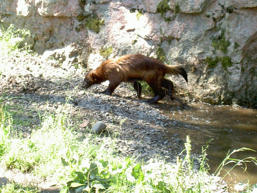 Diese Marder ist ein Vielfrass. 2.7.2006 im Tierpark Kolmrden.
