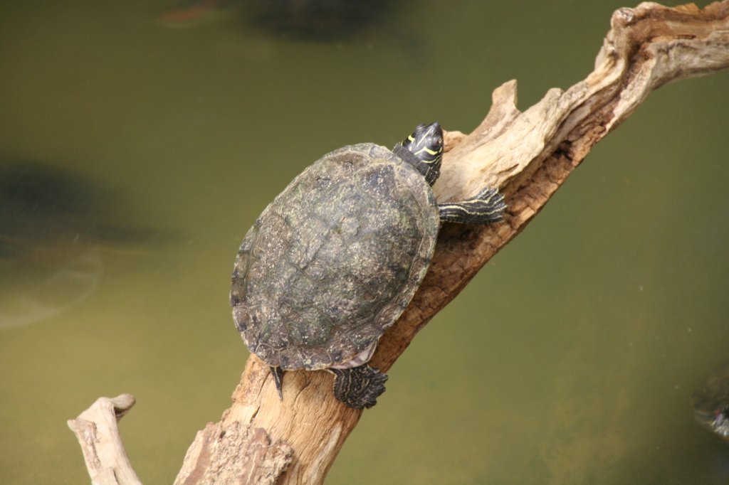 Diese Mississippi Hckerschildkrte (Graptemys p. kohnii) hat sich auf einen Ast geflchtet. Tierpark Berlin am 13.12.2009.