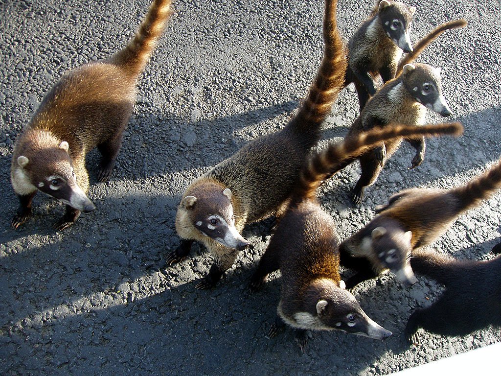 Diese Nasenbren sind ganz wild auf Futter. Beim Arenalsee, Costa Rica, 05. Mrz 2006.