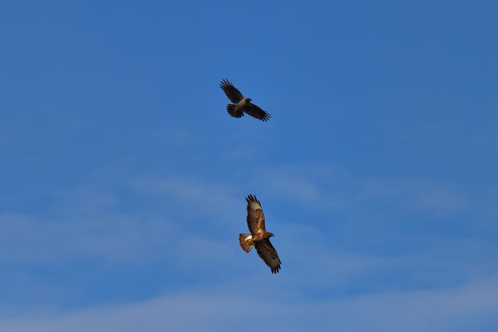 Diese Nebelkrhe drngt einen Bussard aus ihrem Revier. - 15.07.2013