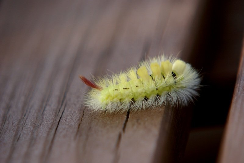 Diese Raupe fr mich als Naturhobbyfotograf ein wunderschnes Objekt. Aufgenommen auf meiner Gartenbank wenn sie durch kommt wird es im nchsten Jahr ein wunderschner Nachtfalter.