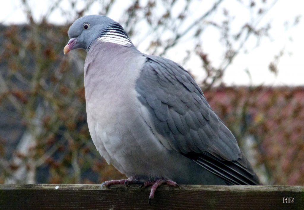 Diese Ringeltaube (Columba palumbus) fotografiert
im heimischen Garten Mrz 2013.