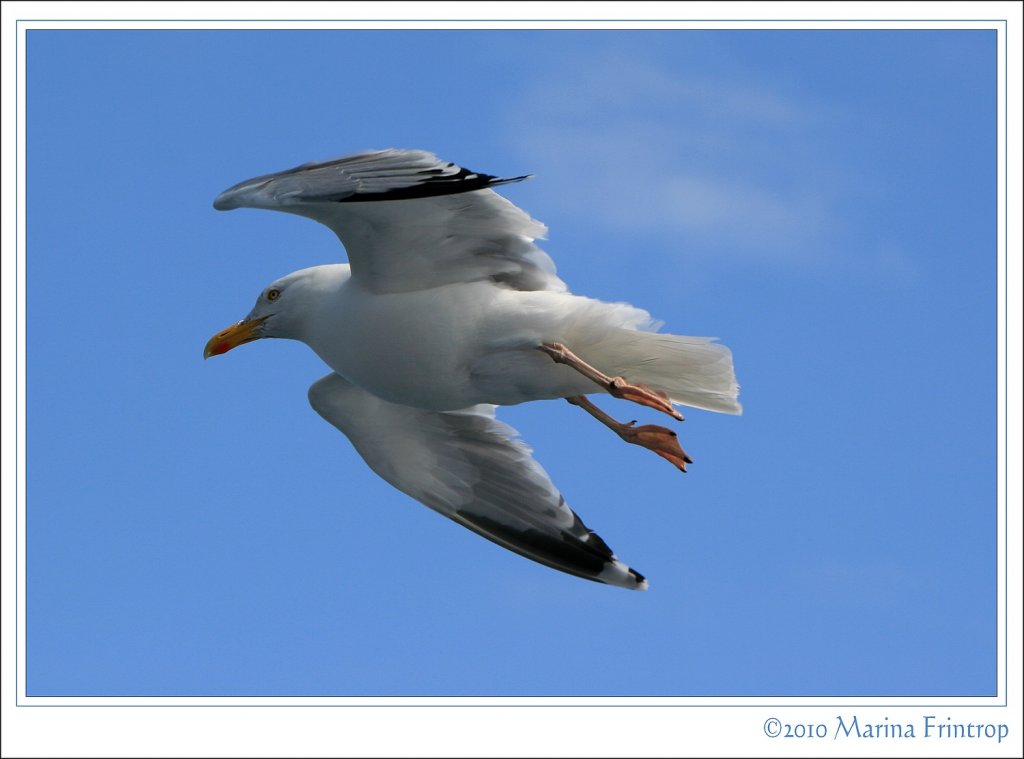 Diese Silbermwe (Larus argentatus) begleitete unsere Fhre bei der berfahrt von Calais nach Dover.