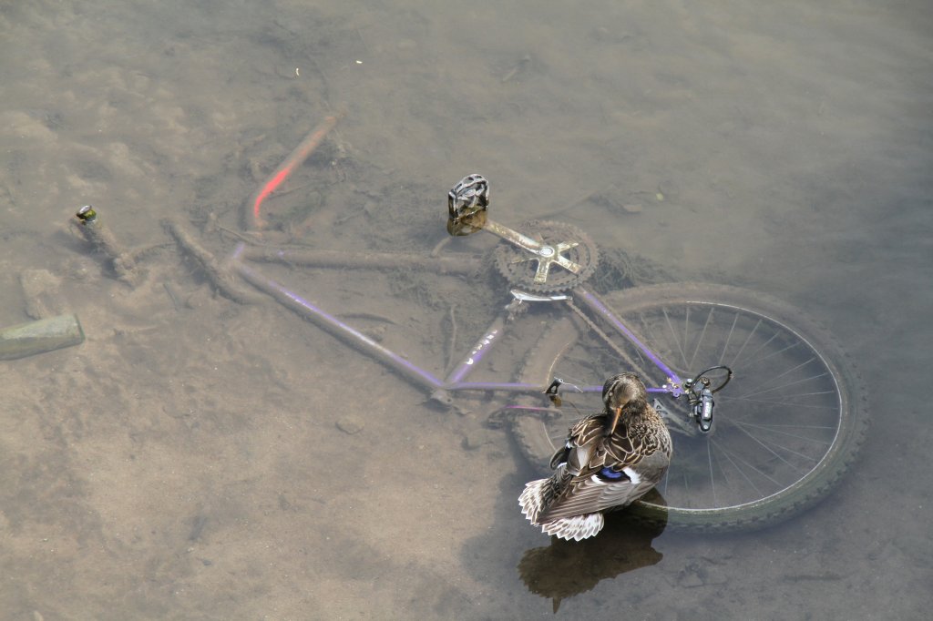 Diese Stockente hat auf dem alten Fahrrad einen Ruheplatz gefunden, oder hat sie das Diebesgut beschlagnahmt? Weimar am 24.5.2010. 