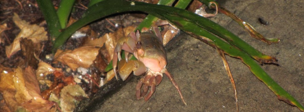 Diese Strandkrabbe machte sich am Abend des Neujahrstages 2012 auf Erkundungstour in einer thailndischen Hotelanlage in Phuket.