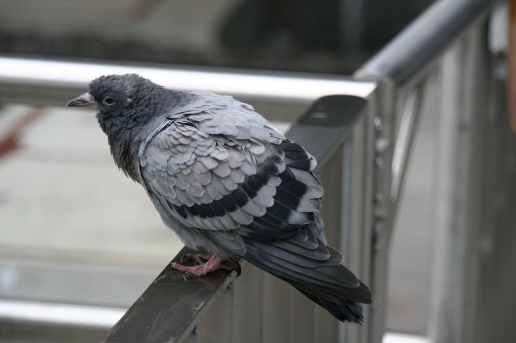 Diese Strassentaube (Columba livia) ruht sich auf einem Gelnder aus und macht keine Anstalten wegzufliegen. Wahrscheinlich wird sie den Winter nicht berleben. Berlin Sdkreuz am 12.12.2009.