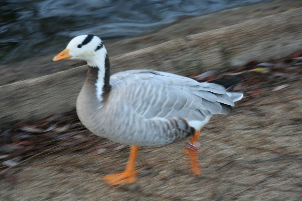 Diese Streifengans (Anser indicus) hatte es etwas eilig. Zoo Dresden am 7.12.2009.