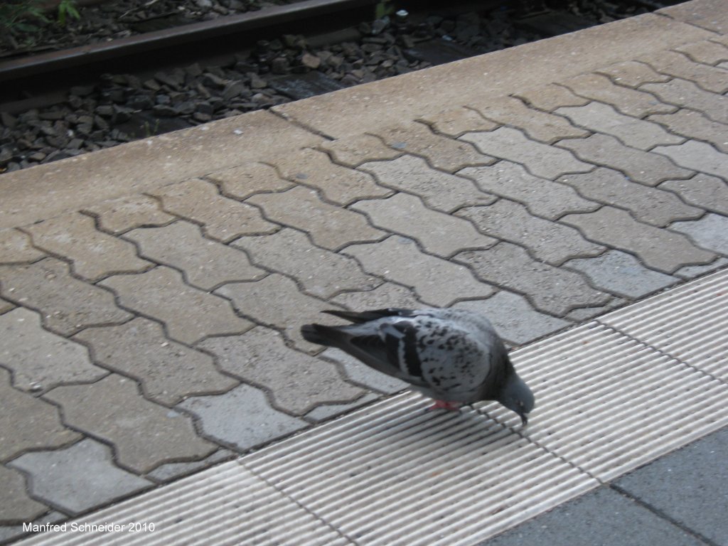 Diese Taube war auf der suche nach Nahrung. Das Foto habe ich am Saarbrcker-Hauptbahnhof am 24.08.2010 gemacht.