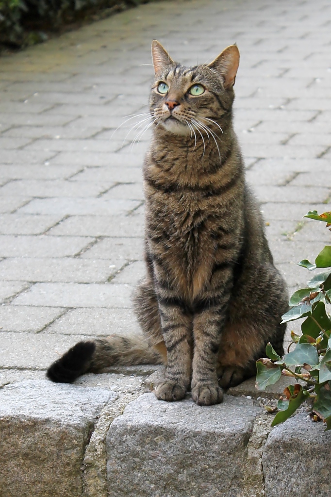 Diese vertrumt blickende Katze begegnete mir in Augsburg am Fronhof, 27.4.12