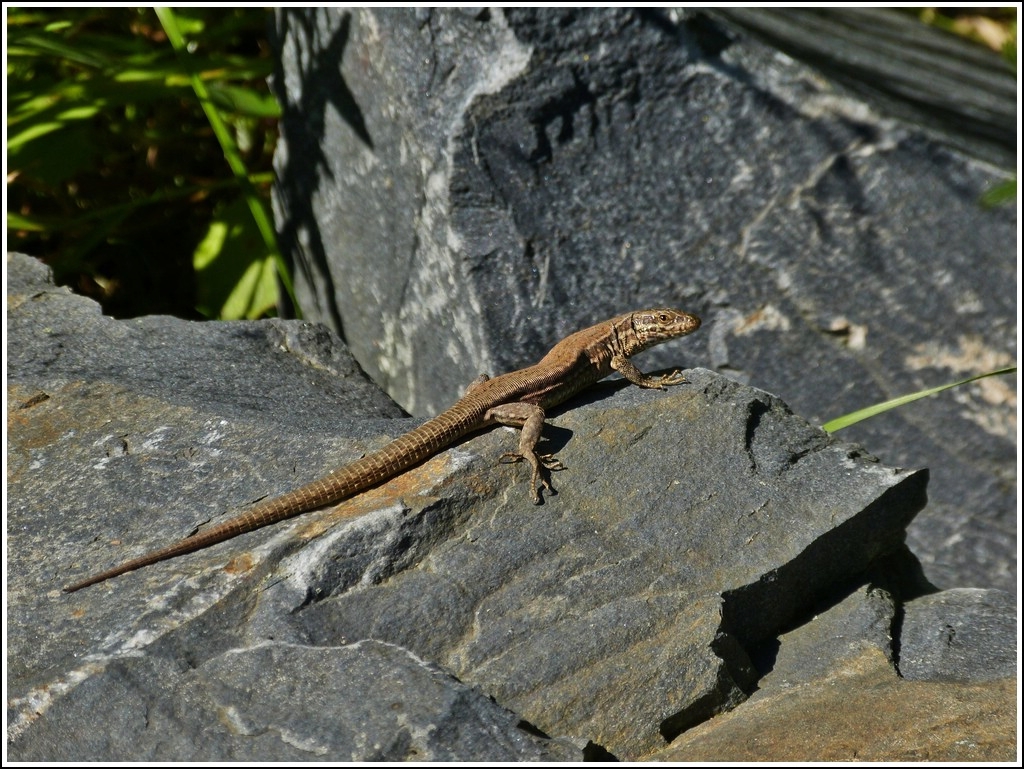 Diese Waldeidechse lie sich in aller Ruhe von mir ablichten, ohne mich aus dem Auge zu lassen. 01.08.2012  (Hans)