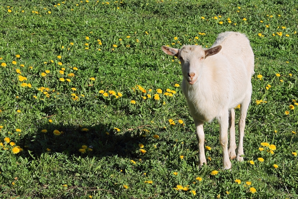 Diese Ziege scheint sich dann doch mehr fr mich als ihren Schatten zu interessieren...

Steppach bei Neus, 28.4.12