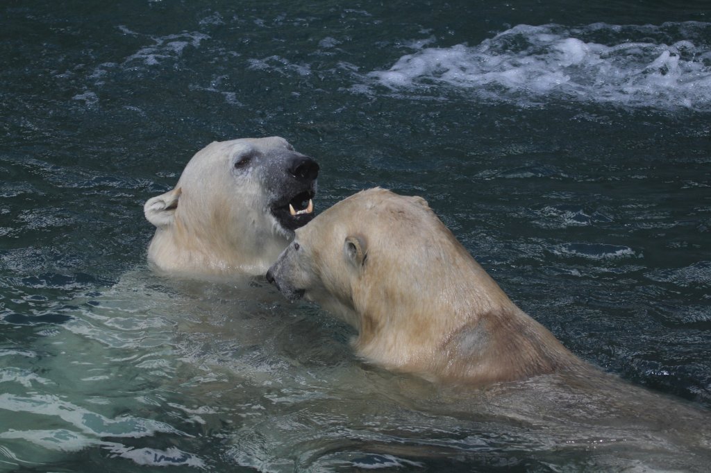 Diese zwei scheinen sich zu mgen und planschen gemeinsam im Wasser. Zoo Toronto am 13.9.2010.