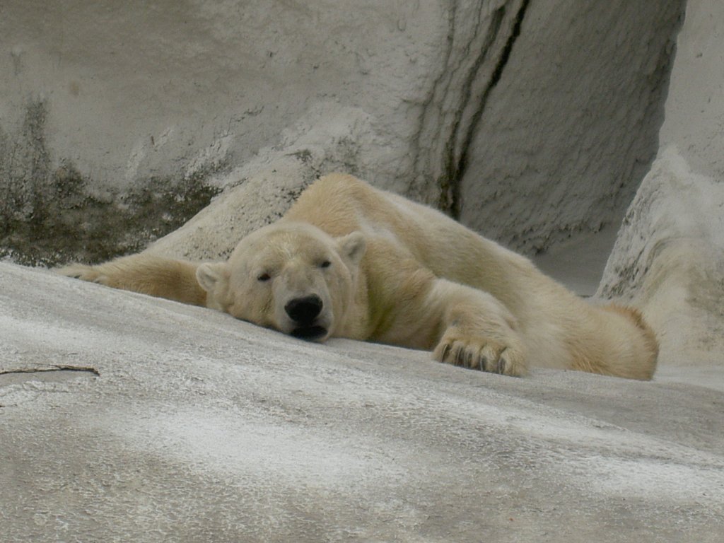 Diesem Eisbr scheint es ziemlich warm zu sein (ber 35 im Schatten). Er scheint die Khle der Betonplatten optimal nutzen zu wollen. Shanghai Juni 2006.