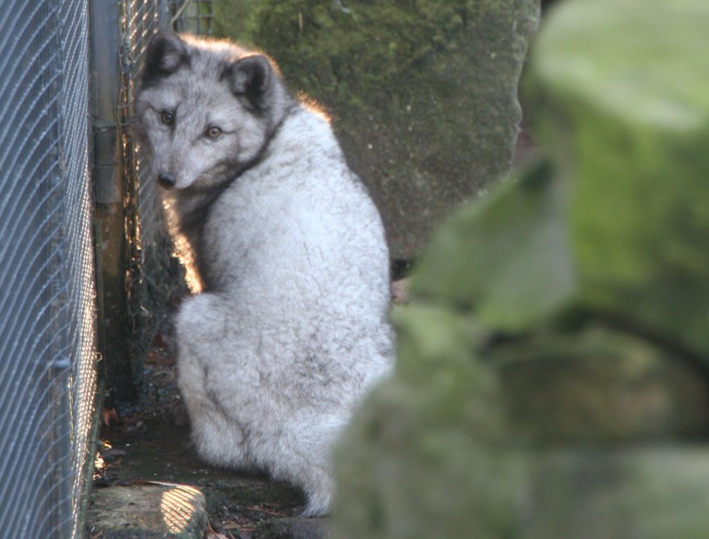 Diesem Polarfuchs msste es bei diesem Wetter (um 0C) ganz gut gehen. Dieser hat kein weisses, sondern ein bluliches Winterfell. Zoo Dresden am 7.12.2009.