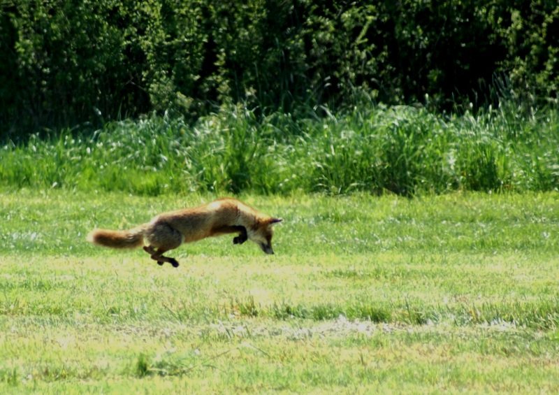 diesen fuchs habe ich lange beobachtet(er mich auch)beim mausen konnte ich deises foto machen. aufgenommen im in der nhe von demmin in den torfwiesen.