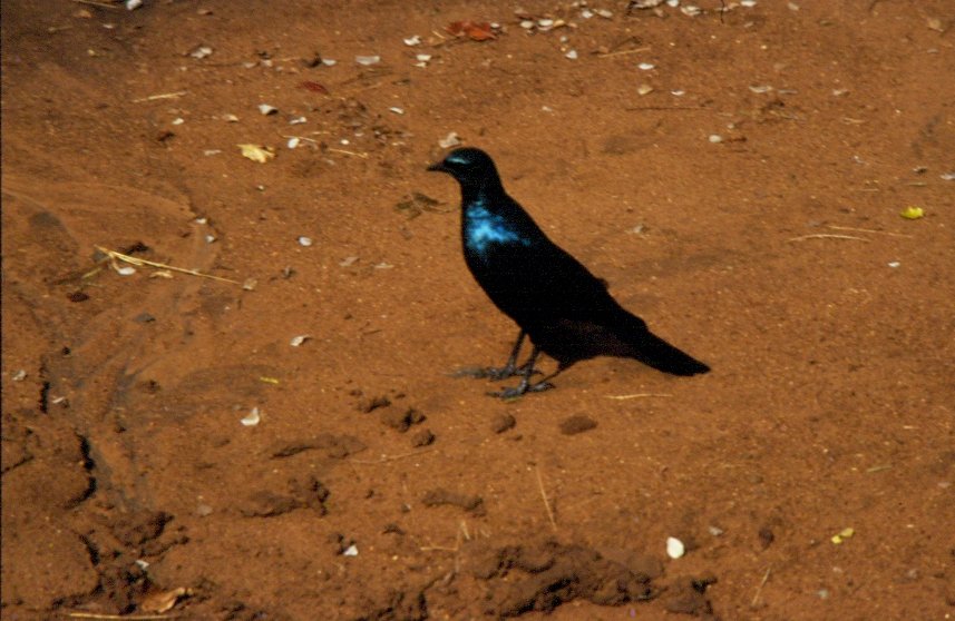Diesen Glanzvogel fotografierte ich 1992 im Sabi Sabi Private Game Reserve in Sdafrika