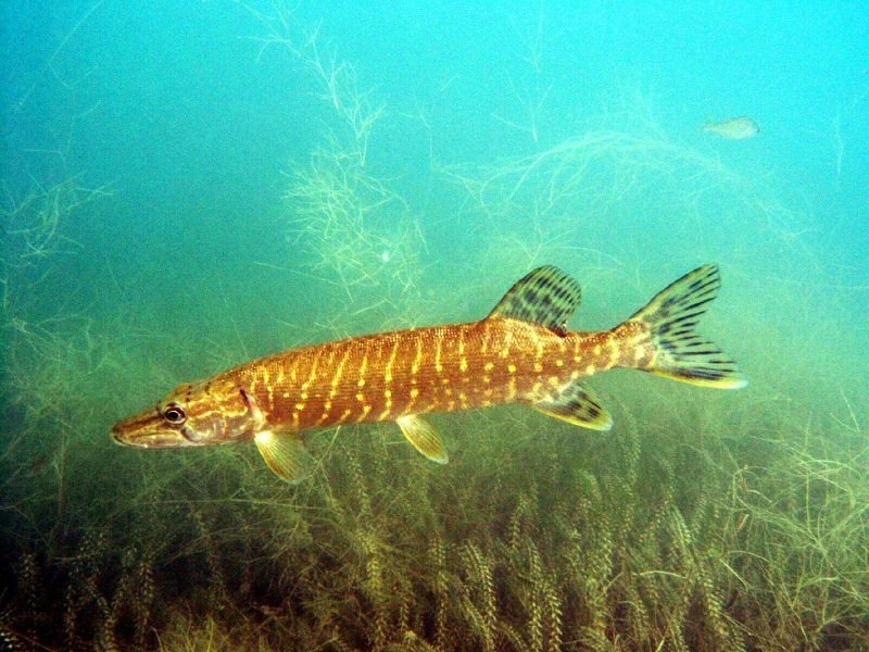 Diesen Hecht habe in einer geringen Tiefe von ca. 4m im Kiessee bei Jarmen in Meck.-Pom. fotografiert.