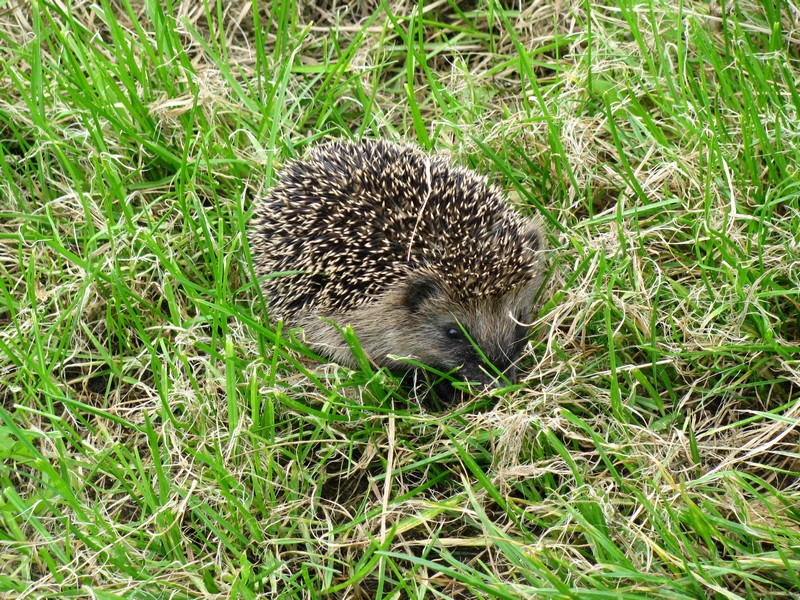 Diesen Igel begegnete ich bei einer Fahrradtour am Wege von Neu Degtow nach Degtow 18.09.2008