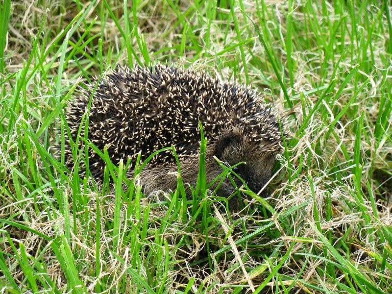 Diesen Igel begegnete ich bei einer Fahrradtour am Wege von Neu Degtow nach Degtow 18.09.2008

