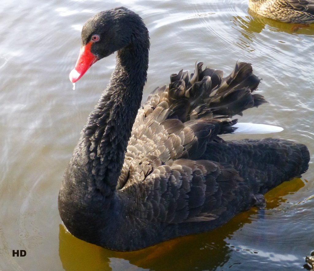 Diesen Trauerschwan (Cygnus atratus)habe ich gesehen am 24.Mrz 2013.