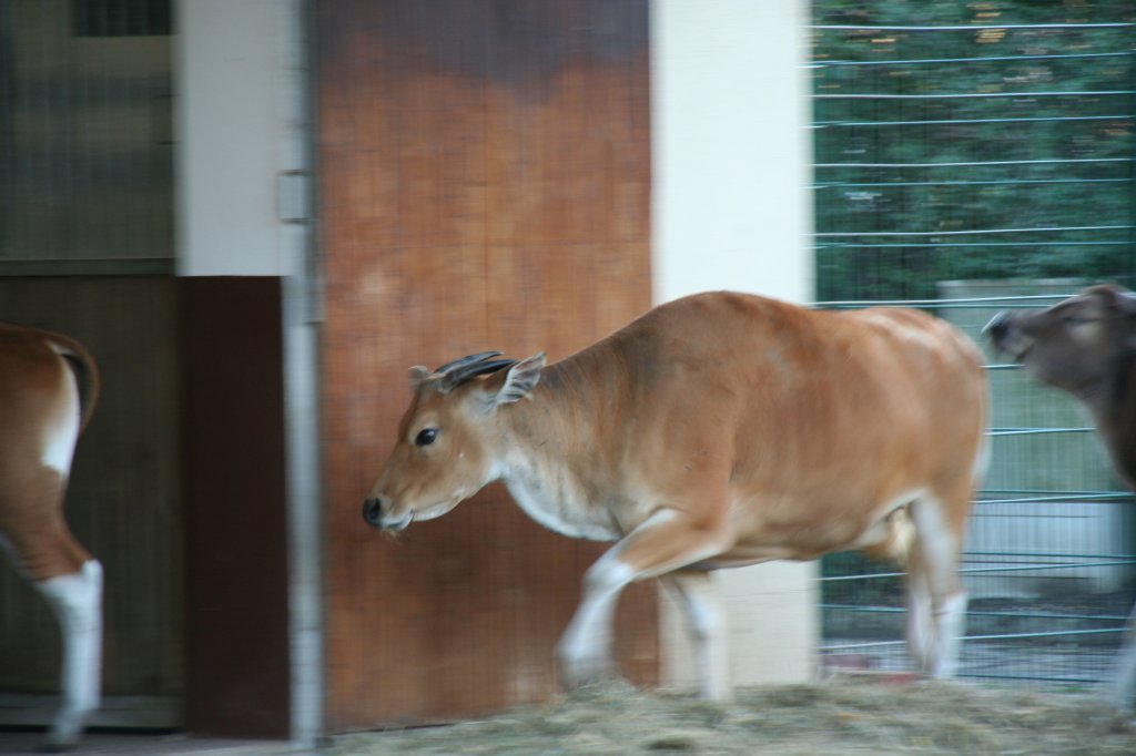 Dieser Banteng (Bos javanicus) hat es ziemlich eilig wieder in den warmen Stall zu kommen. Zoo Dresden am 7.12.2009.