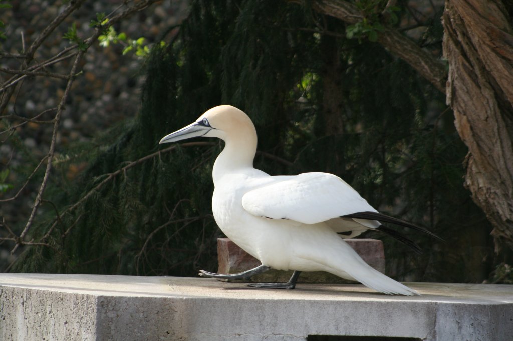 Dieser Basstlpel will sich gerade in Bewegung setzen. Wilhelma 30.3.2008.