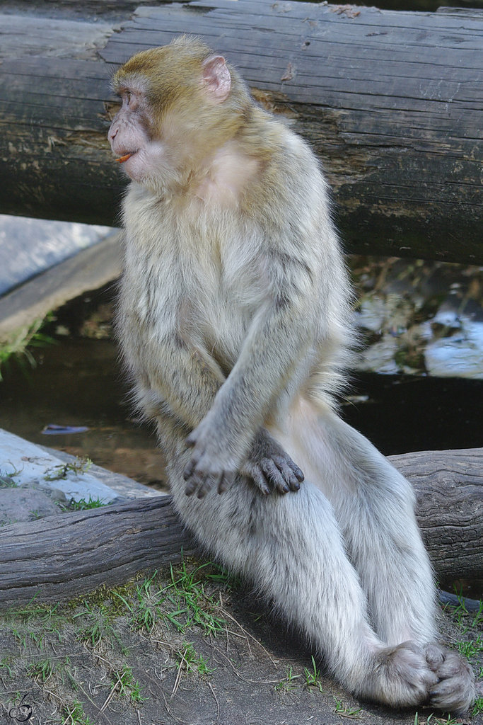 Dieser Berberaffe schaut sich das geschftige Treiben seiner Kollegen lieber aus sicherer Entfernung an. (April 2009)