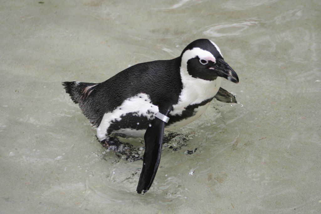 Dieser Brillenpinguin watschelt durch das flache Wasser. Leipzig, 14.9.2008. 
