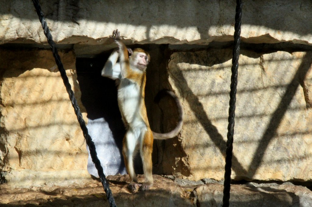 Dieser Ceylon-Hutaffe (Macaca sinica) versucht mit Hilfe des Felsens auf zwei Fen zu stehen. Zoologischer Garten Berlin am 25.2.2010.