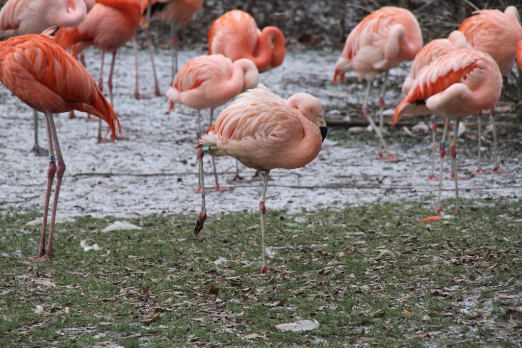 Dieser Chileflamingo (Phoenicopterus chilensis) scheint kalte Fe bekommen zu haben. Zoo Karlsruhe am 9.2.2010.