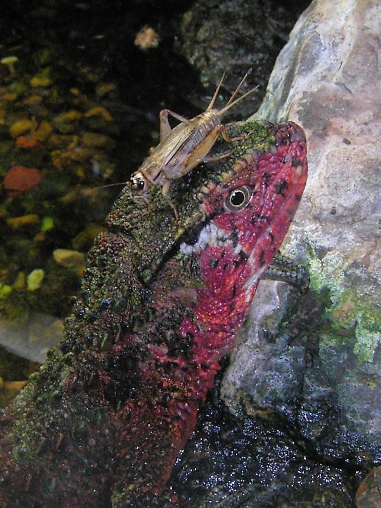 Dieser Eidechse ist ihr Essen zu Kopfe gestiegen, im Zoo von Houston, TX (27.05.09)